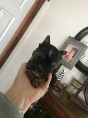 Yorkshire Terrier Puppy for sale in BLACKFOOT, ID, USA
