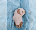 Small Photo #4 Brittany Puppy For Sale in CULPEPER, VA, USA