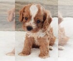 Puppy Puppy 3 Male Cavapoo