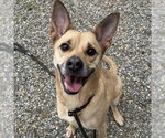 Small #1 Carolina Dog Mix