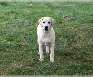 Labrador Retriever Puppy for sale in SYRACUSE, IN, USA