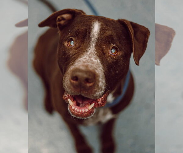 Medium Photo #8 American Staffordshire Terrier-Labrador Retriever Mix Puppy For Sale in Pierceton , IN, USA