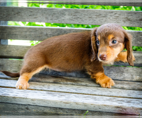 Medium Photo #5 Dachshund Puppy For Sale in WAKARUSA, IN, USA
