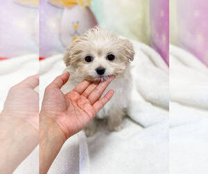 Maltipom Puppy for sale in LAS VEGAS, NV, USA