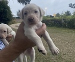 Small Labrador Retriever