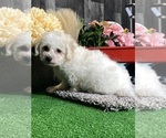 Small #3 Bichon Frise
