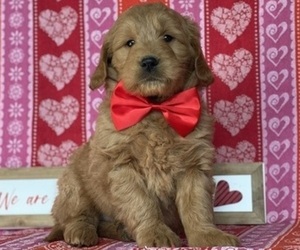 Goldendoodle (Miniature) Puppy for sale in LANCASTER, PA, USA