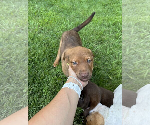 Medium Photo #4 Labrador Retriever-Unknown Mix Puppy For Sale in Ball Ground, GA, USA