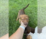 Small #3 Labrador Retriever Mix
