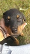 Small Photo #2 Rottweiler Puppy For Sale in PARKLAND, WA, USA