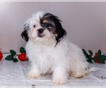 Small Photo #7 Shih Tzu Puppy For Sale in WAKARUSA, IN, USA