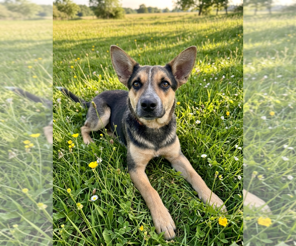 Medium Photo #2 Mutt Puppy For Sale in Genesee, WI, USA