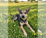 Small #1 Mutt