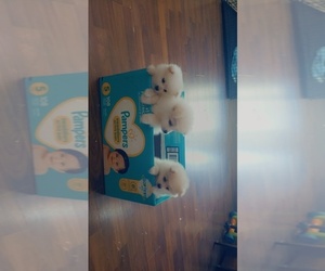 Pomeranian Puppy for sale in STKN, CA, USA