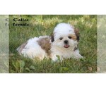 Small #33 Shih Tzu