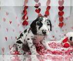 Puppy Harlequin Boy Great Dane