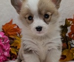 Small #16 Pembroke Welsh Corgi