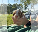 Puppy Puppy 5 Brittany