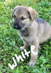 German Shepherd Dog Puppy for sale in MILLEDGEVILLE, GA, USA