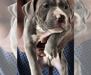 American Bully Puppy for Sale in BLAINE, Minnesota USA