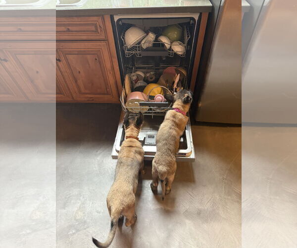 Medium Photo #14 German Shepherd Dog Puppy For Sale in Seattle, WA, USA