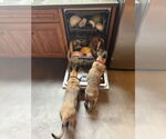 Small #13 German Shepherd Dog