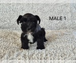 Puppy Male 1 Schnauzer (Miniature)