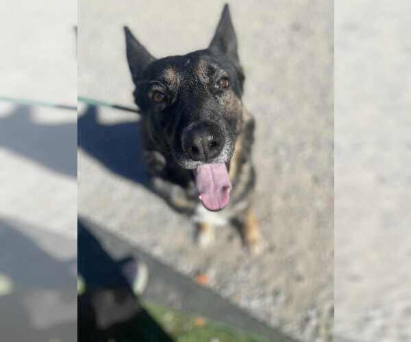 Medium Photo #7 German Shepherd Dog Puppy For Sale in Evansville, IN, USA