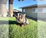 Small #1 French Bulldog