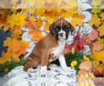 Small Photo #13 Boxer Puppy For Sale in SHILOH, OH, USA