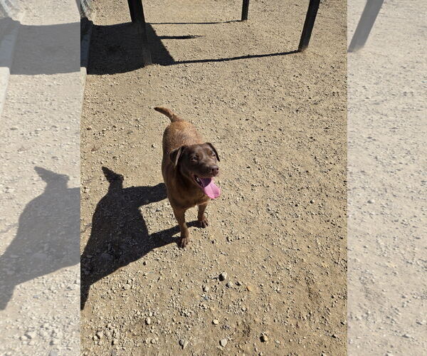 Medium Photo #3  Puppy For Sale in , 