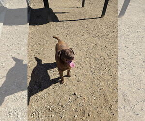Chocolate Labrador retriever-Unknown Mix Dogs for adoption in Maquoketa, IA, USA