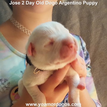 Medium Photo #153 Dogo Argentino Puppy For Sale in JANE, MO, USA