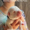 Small #152 Dogo Argentino