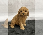 Small Photo #8 Cavapoo Puppy For Sale in QUAPAW, OK, USA