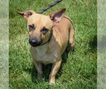 Small #4 Dachshund-Jack Russell Terrier Mix