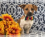 Small Photo #7 Australian Cattle Dog-Jack Russell Terrier Mix Puppy For Sale in LAKELAND, FL, USA