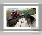 Puppy Puppy 3Tucker Yorkshire Terrier