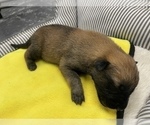Small Photo #264 Belgian Malinois Puppy For Sale in REESEVILLE, WI, USA
