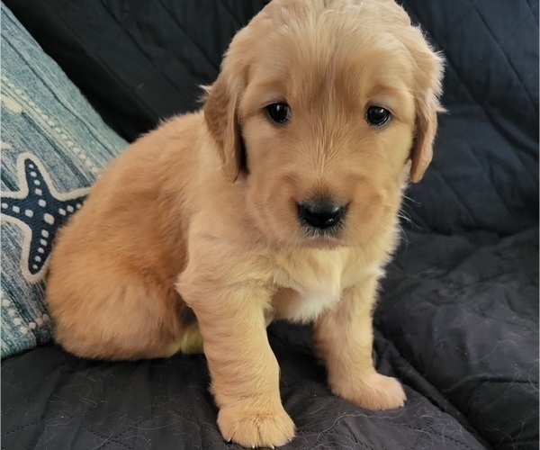 Medium Photo #3 Golden Retriever Puppy For Sale in PORT RICHEY, FL, USA