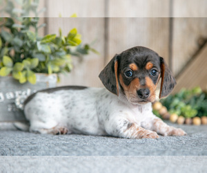 Medium Dachshund