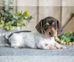 Puppy Jasper Dachshund
