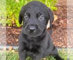 Small #2 Labrador Retriever Mix