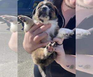 Texas Heeler-Unknown Mix Dogs for adoption in Bakersfield, CA, USA