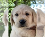 Puppy Yellow Male Labrador Retriever