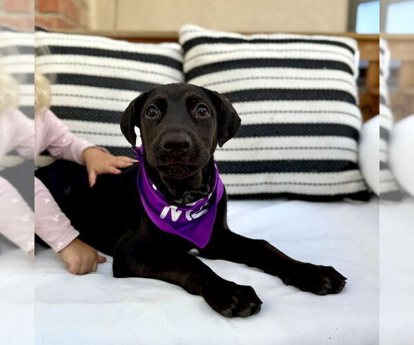 Medium Photo #8 Labrador Retriever-Unknown Mix Puppy For Sale in San Juan Capistrano, CA, USA