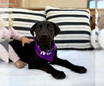 Small #7 Labrador Retriever Mix