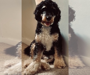 Father of the Bernedoodle puppies born on 01/10/2025