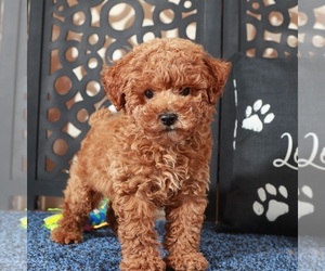 Poochon Puppy for sale in MOUNT VERNON, OH, USA
