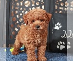 Small Poochon
